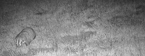 badger documented on SDRPF camera
