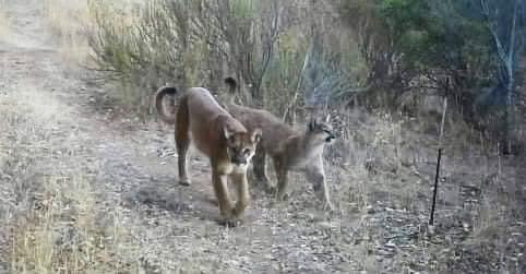 Cougar mom and cub on preserved land