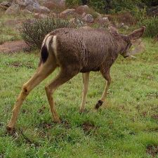 deer at Badger Ridge