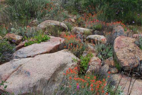 Wonderful wildflowers