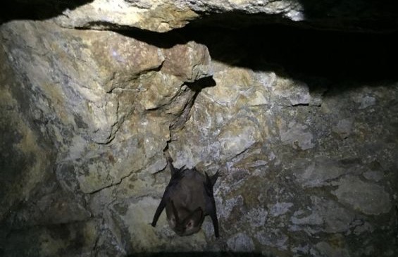 Bat in Mine