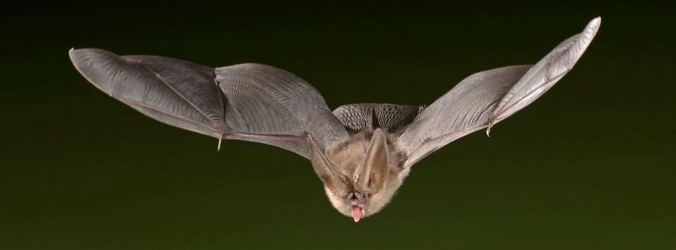 Photo of bat