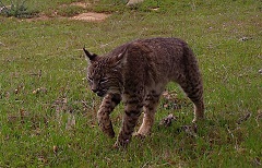 Bobcat at Eagle Peak Preserve