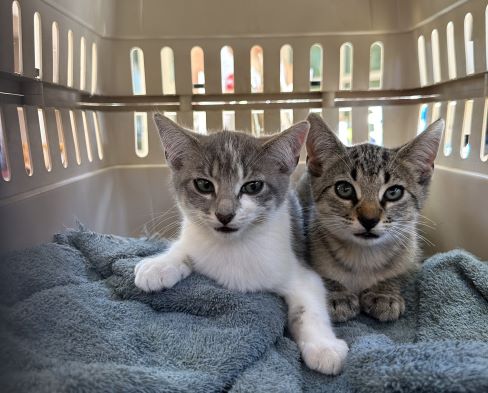 two rescued cats