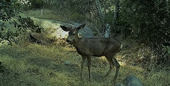 Deer at Boulder Creek Preserve