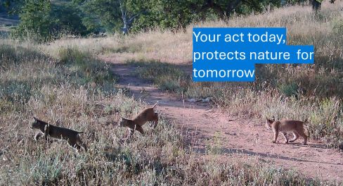 Bobcat cubs at protected land