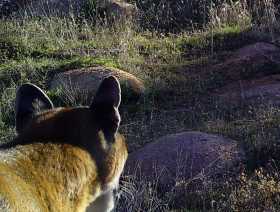 Cougar image caught by one of our cameras
