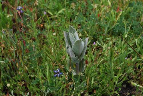 Native milkweed is found on property