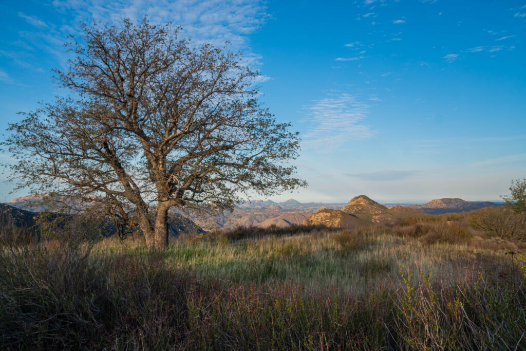 Lillian Hill An old tree surrounded by tall grass and rolling hills set against a blue sky