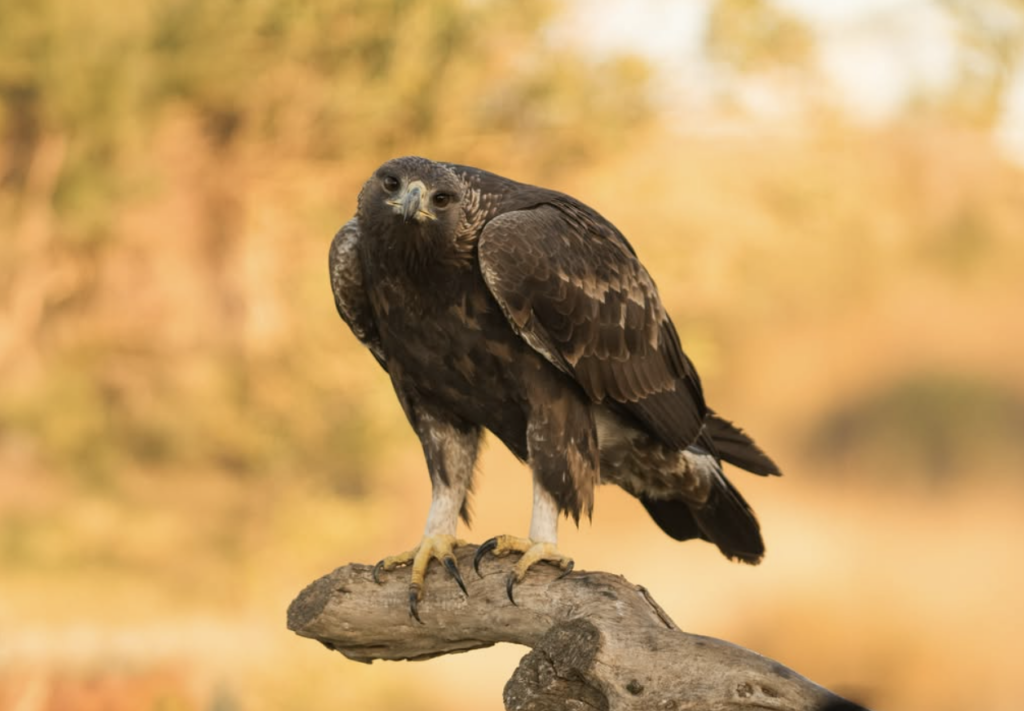 Golden Eagle A golden eagle perches on a tree branch.