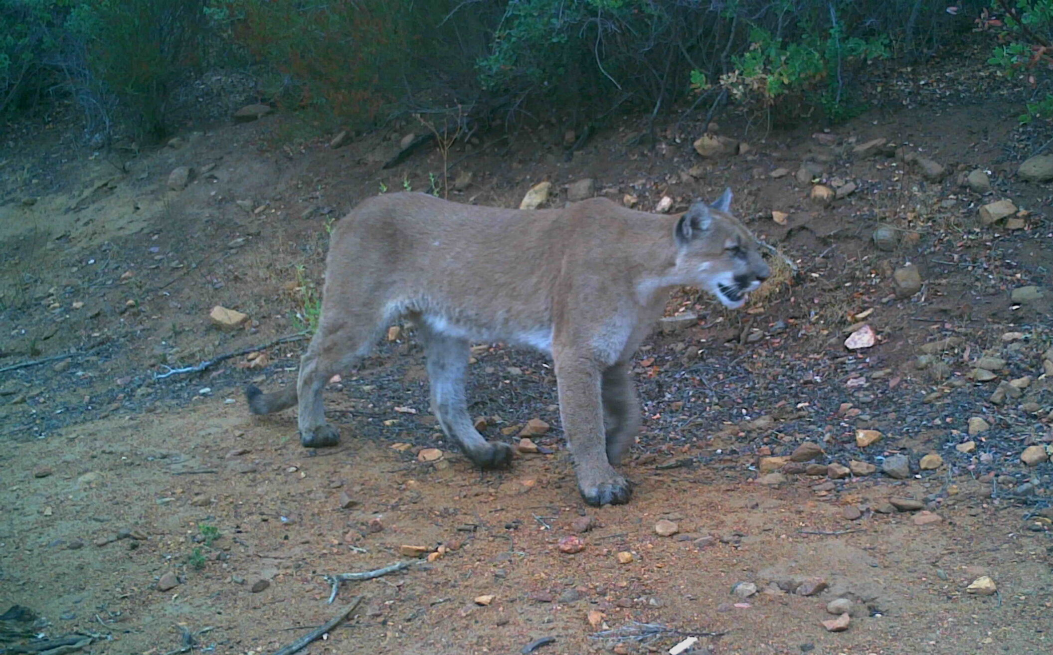 A cougar walks along a rocky dirt path in the San Diego River Valley