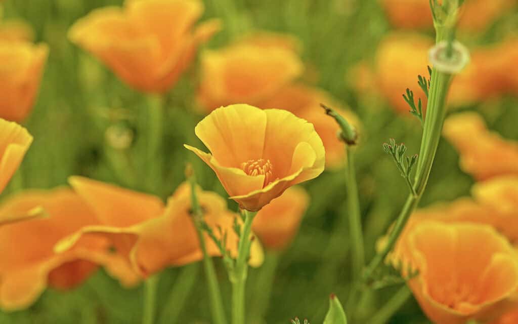 wild flowers A close up of bright yellow wild flowers