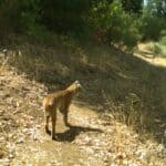 Mountain lion cub