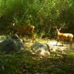 Two deer in the forest