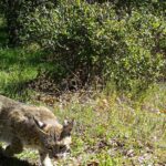 Bobcat