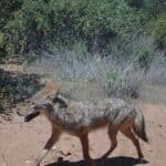 Coyote