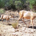 Two deer