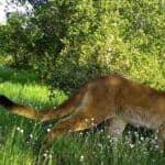 Mountain Lion