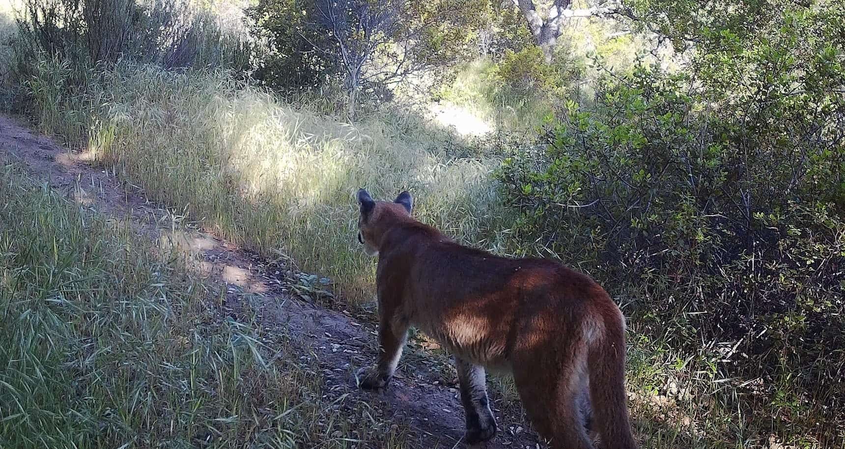 Mountain Lion