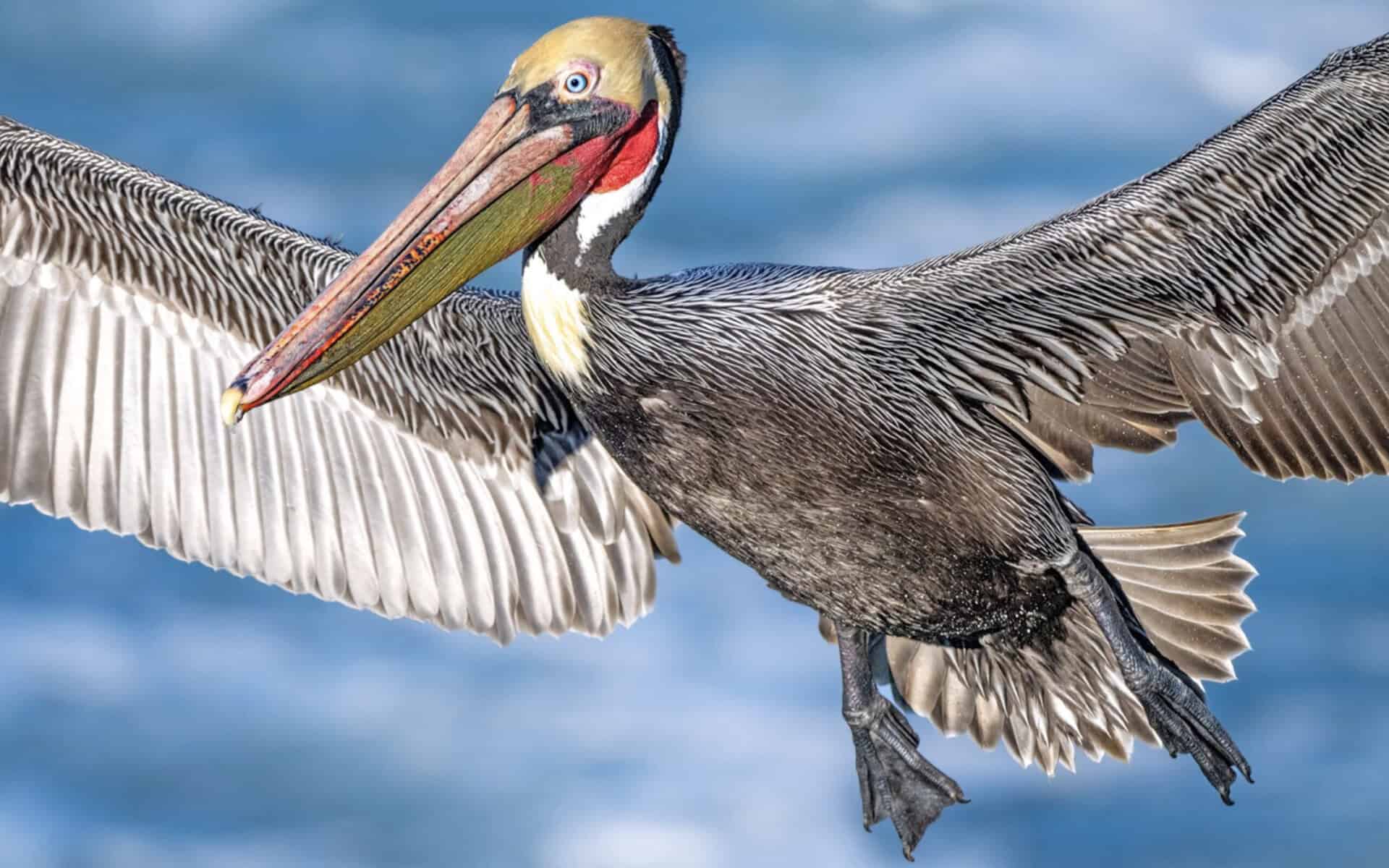 A large pelican spreads its wings as it soars through the air.
