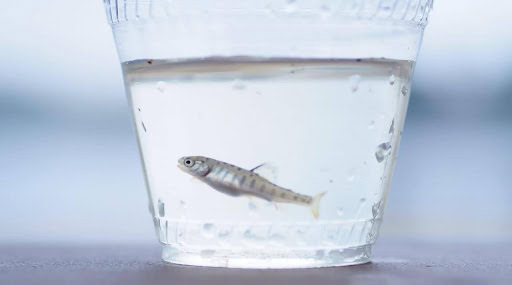 Finglerling Trout In Cup Finglerling Trout in a cup of water