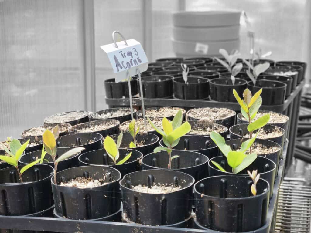 LAND AIC Oak Sprouts In The Greenhouse 2 2023 Small, potted Acorn plants lined up in a greenhouse.