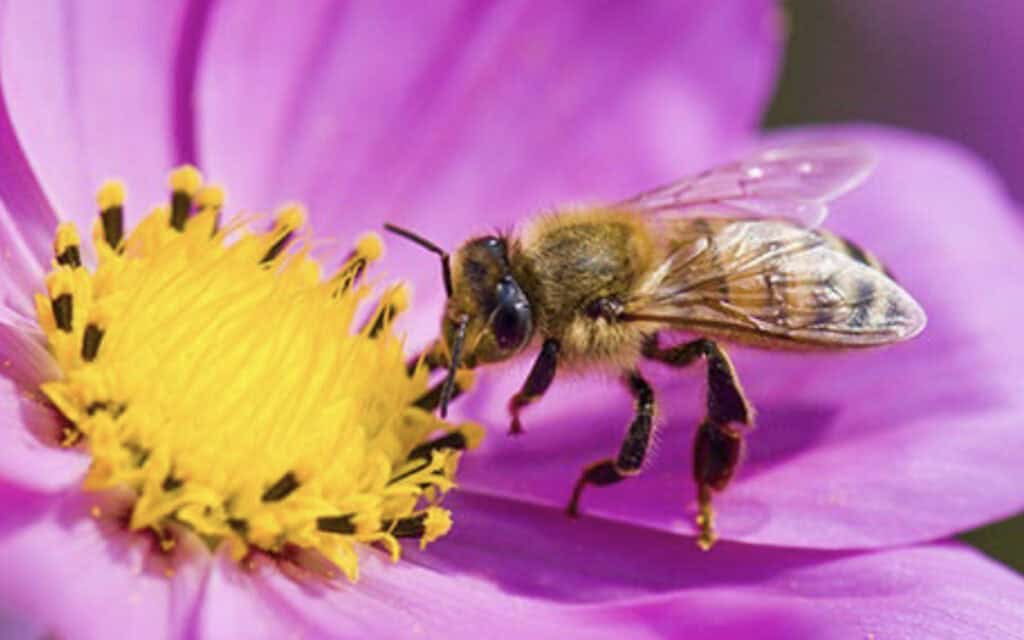 Pollinator A bee collects pollen from a vibrant, pink flower