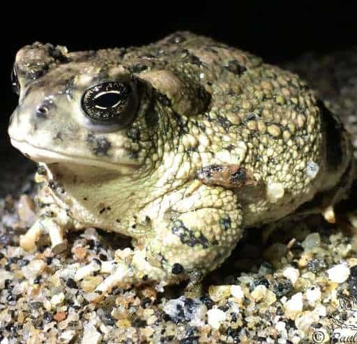 Arroyotoadweb Photo of arroyo toad
