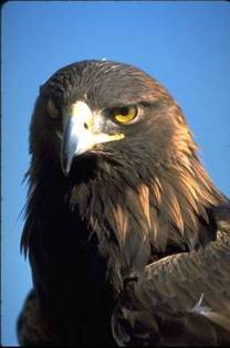 Golden Eagle Golden Eagle