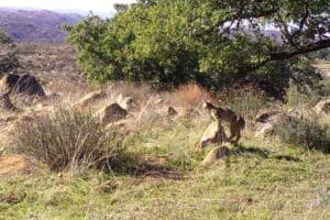 bobcat looking over the view