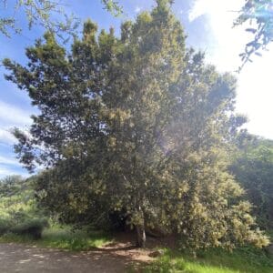 Coast Live Oak (quercus Agrifolia) 3 MissionTrails 2024 KM