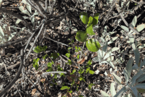 Lakeside ceanothus seedling in October 2025