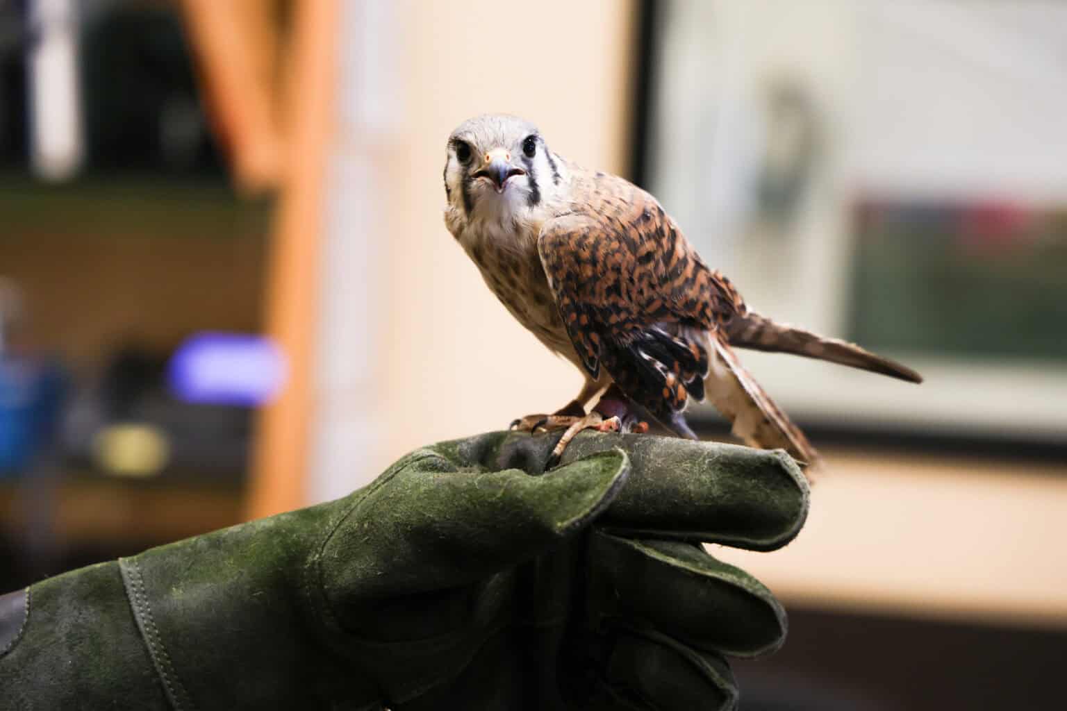 Hunting Raptors Lunch with a Raptor and Project Wildlife: Coexisting with Wildlife
