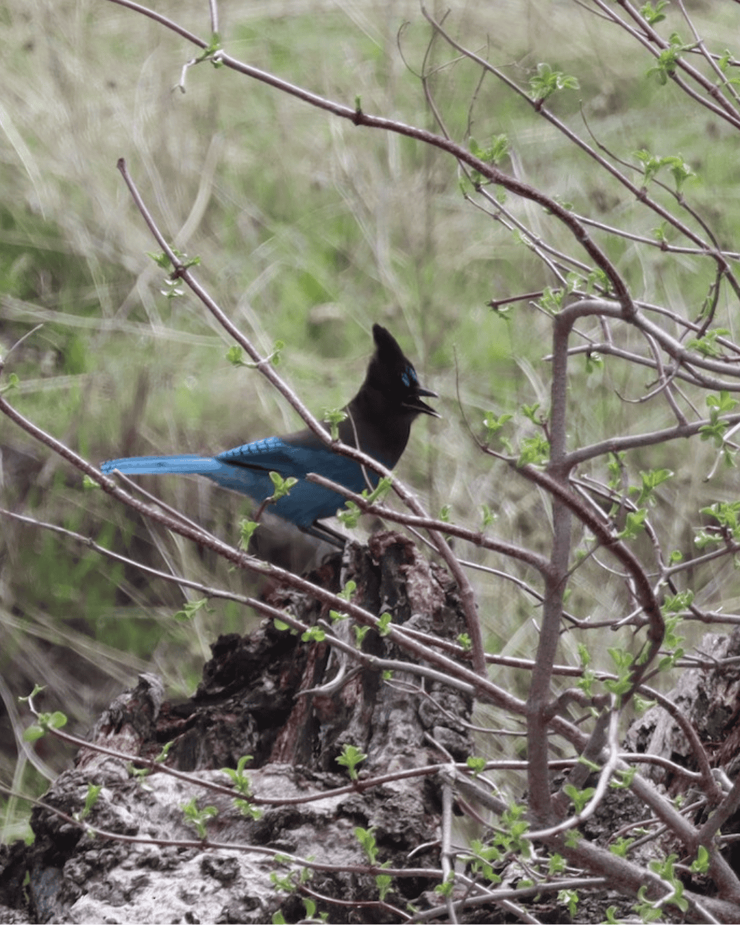Beautiful blue bird in tree