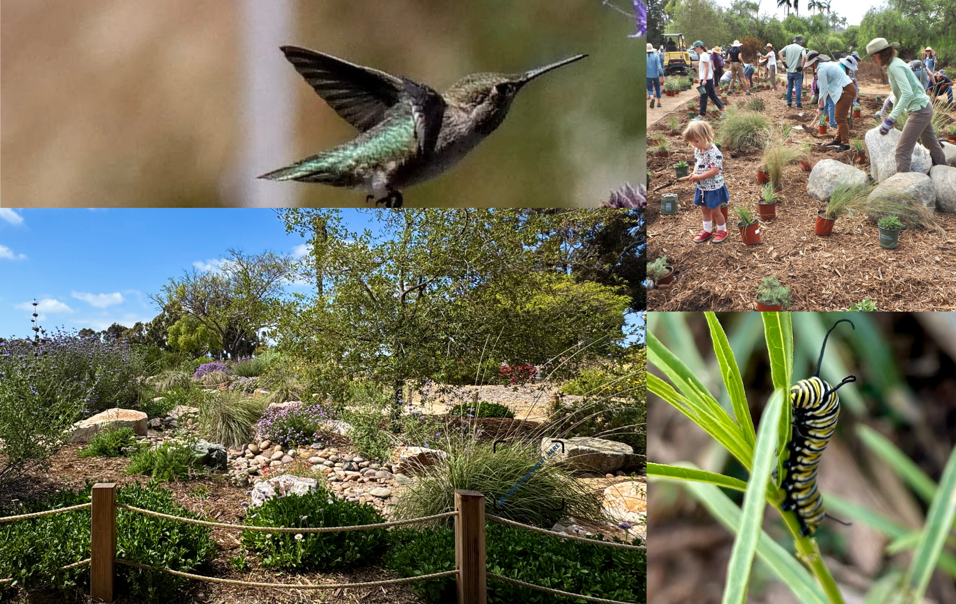 photo collage of a humming bord, catepillar, garden, and people planting