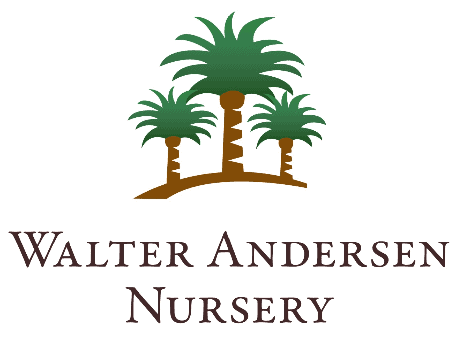 WALTER ANDERSON