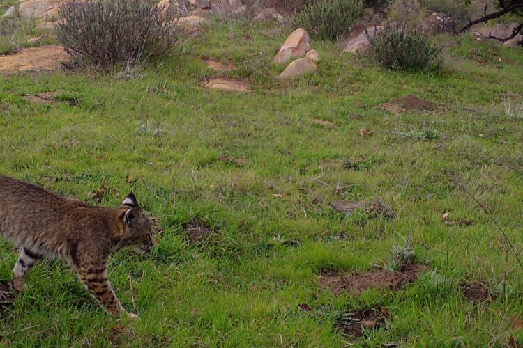 bobcat photo taken at South Rim