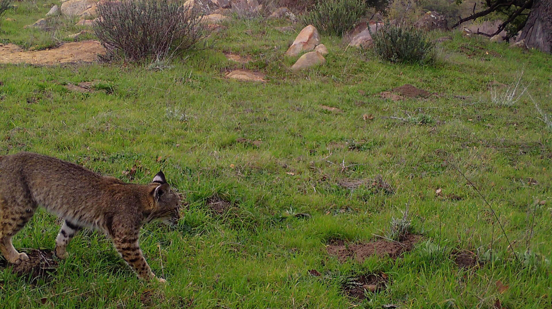 bobcat photo taken at South Rim