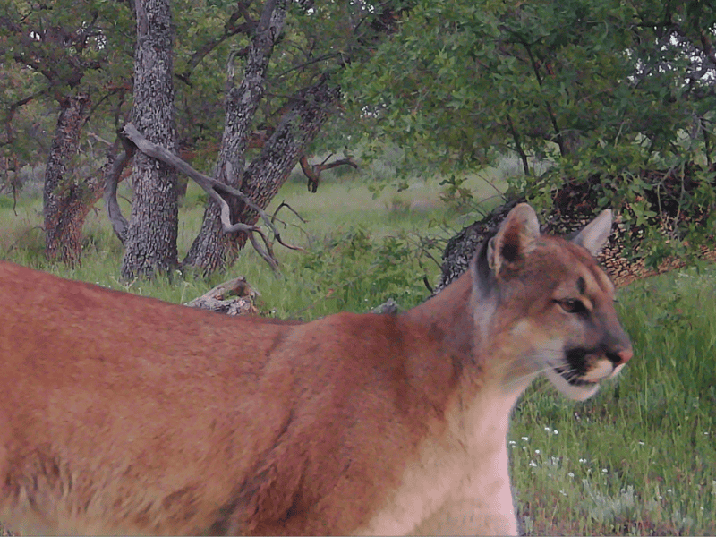 cougar