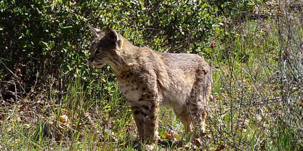 A Bobcat documented on the Critter Cam