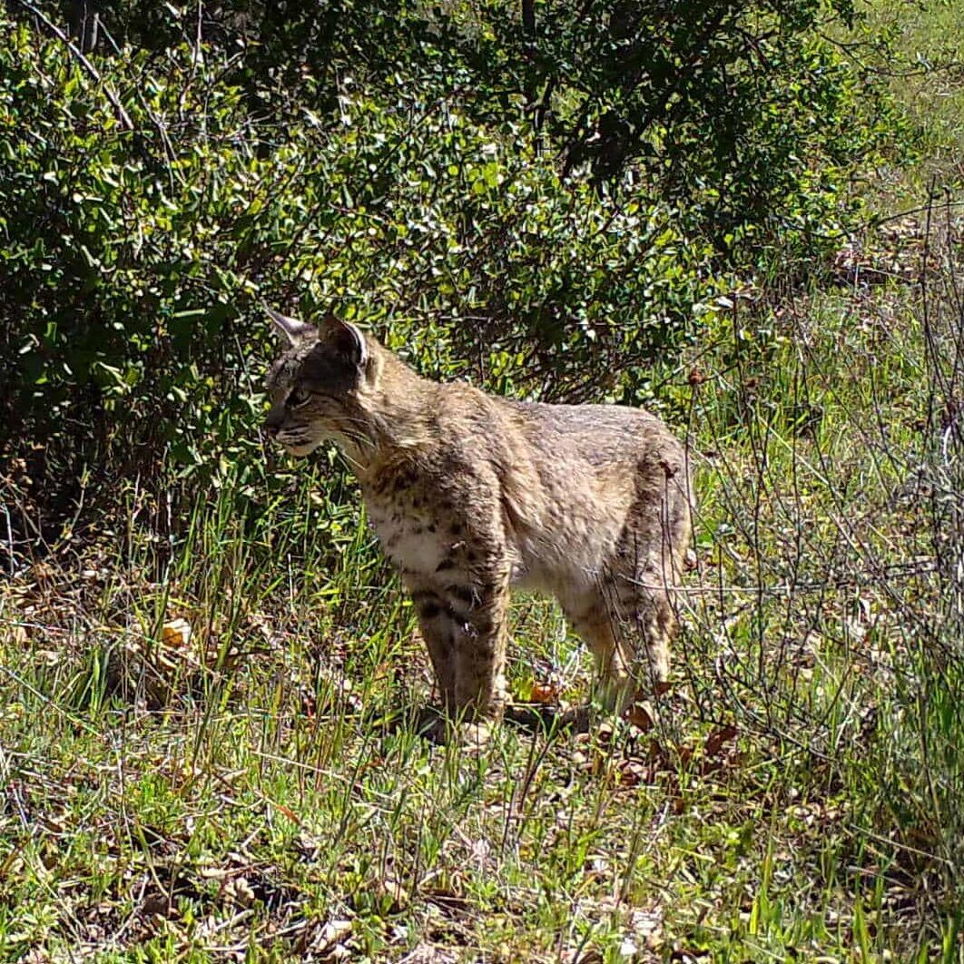 Bobcat A Bobcat documented on the Critter Cam