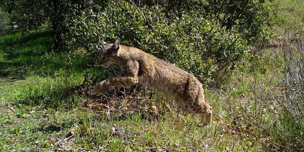 Wildlife Camera bobcat A wildlife camera captures a bobcat jumping across the grass