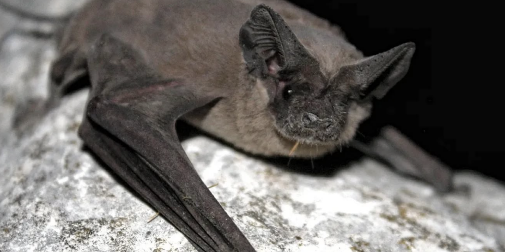 Bat A close-up of a bat resting on a log.