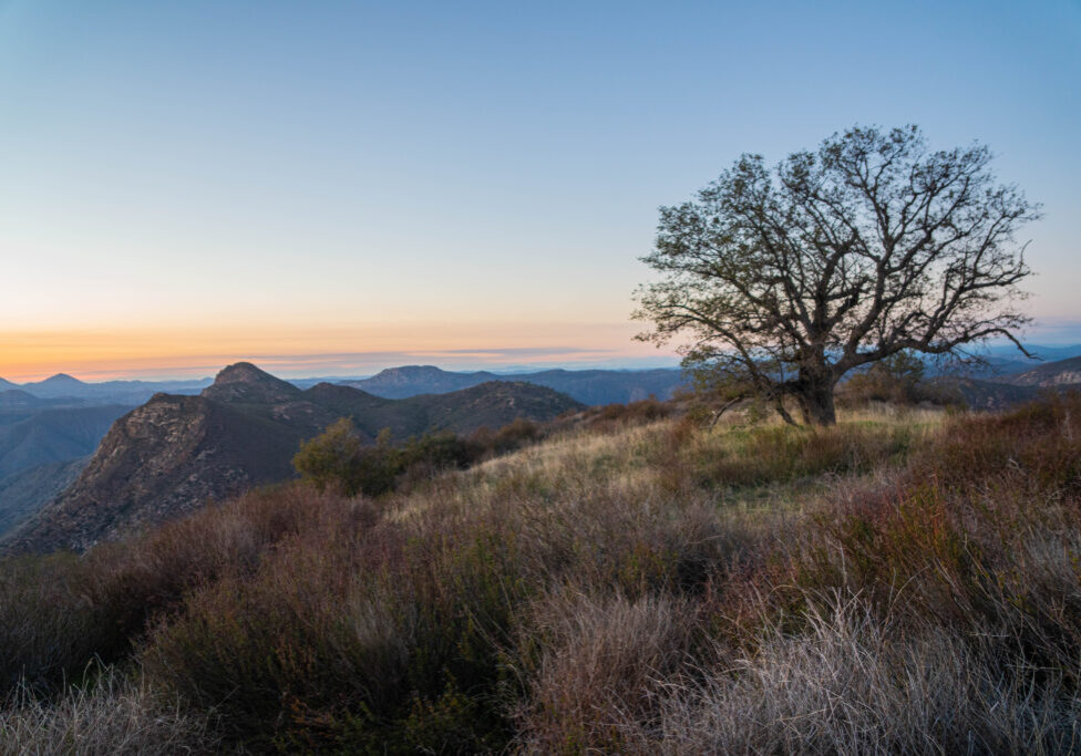 Lillian Hill An old tree surrounded by tall grass set against mountains and a blue sky
