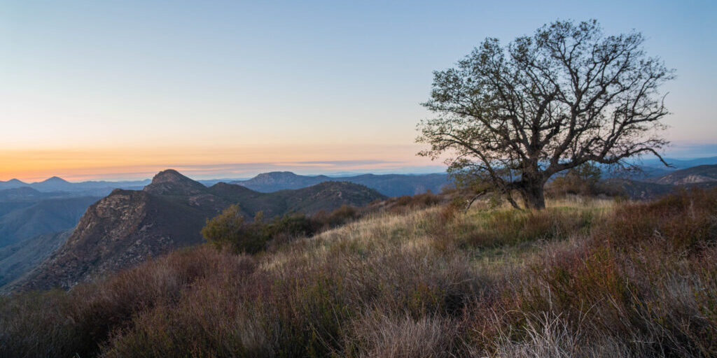 An old tree surrounded by tall grass set against mountains and a blue sky