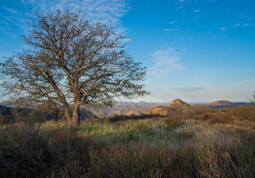 An old tree surrounded by tall grass and rolling hills set against a blue sky
