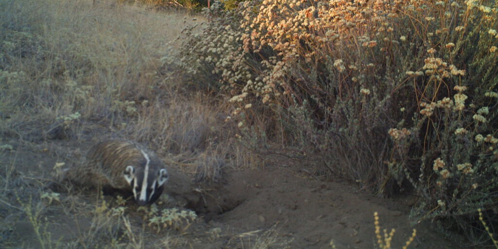 Badger wildlife camera A badger moves along the grass, as captured by a wildlife camera.
