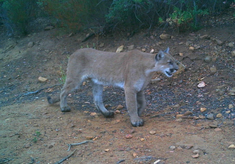 Wildlife camera Cougar A cougar walks along a rocky dirt path in the San Diego River Valley