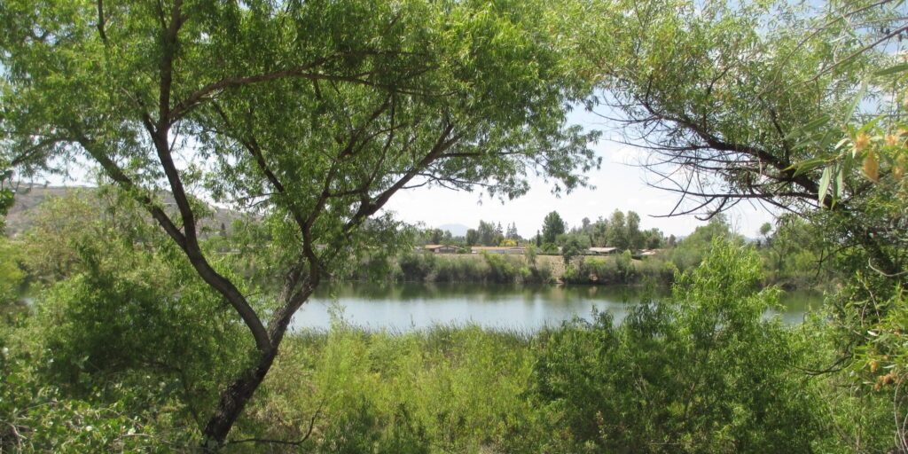 A view of the San Diego River framed by green trees and foliage