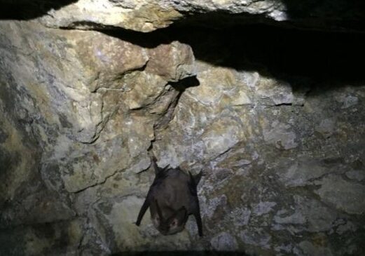 A bat hangs upside down from the wall of a cave.